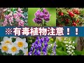 【危険】身近に潜む有毒植物10選‼