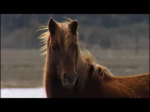 Video: Chincoteague Pony sull'isola di Assateague