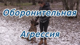 Нет времени и сил на дрессировку, Овчарка мифы и реальность