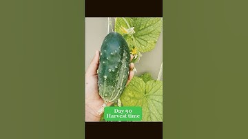 Growing cucumbers in containers #smallspacegarden #cucumberplant  #timelapse #containergardening