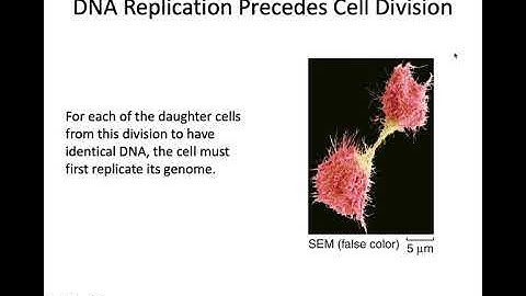 DNA Replication and The Cell Cycle