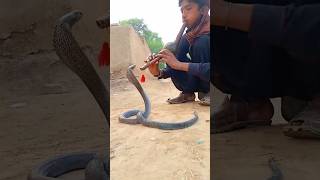 been wala jogi| indian king cobra snake| pakistan snake