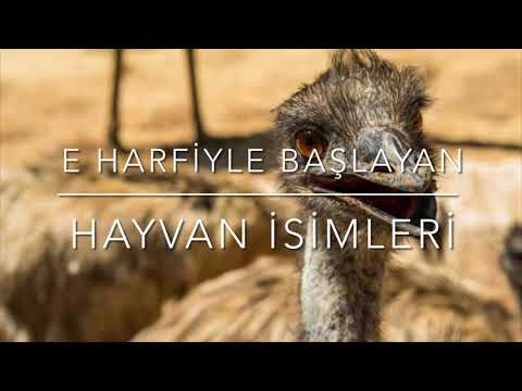 E Harfiyle Başlayan Hayvan İsimleri