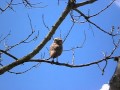 Aves do brasil  o olhar intrigante da coruja buraqueira