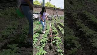 Rural Farmer #10235