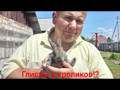 Глисты у кроликов?!