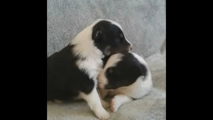 Tri sheltie boys.