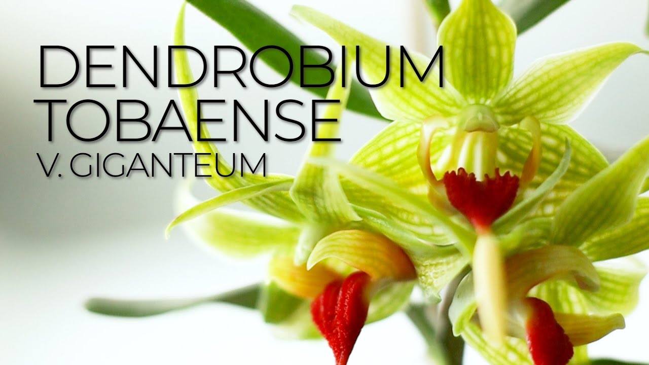Orchid Species Spotlight: Dendrobium tobaense v. giganteum
