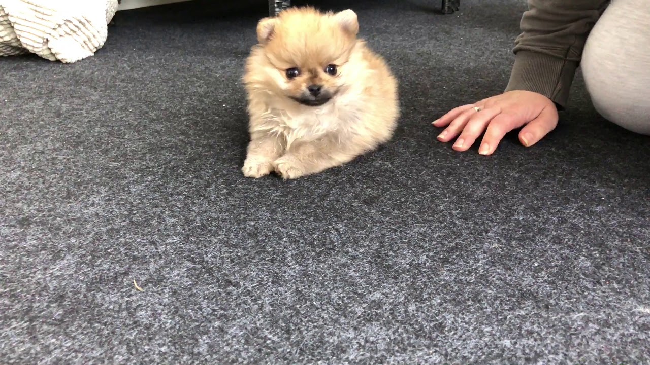2 months old pomeranian puppy