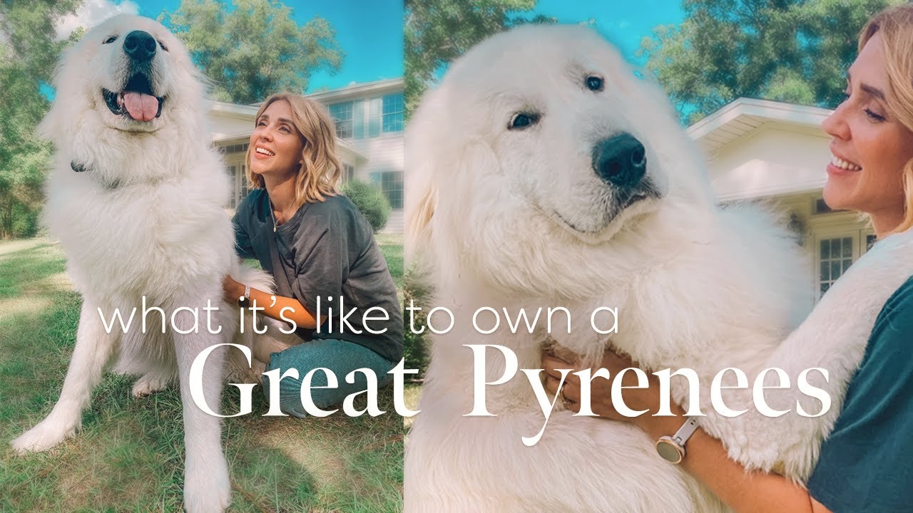 Great pyrenees on sale in action