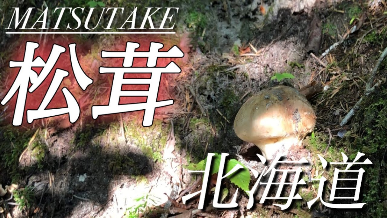 北海道の松茸！思いのほか採れたので今年は豊作⁈ - YouTube