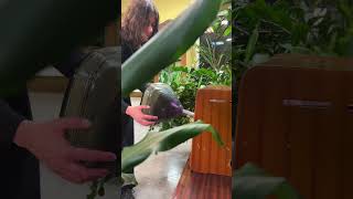 Самые необычные инсталляции с растениями в музее флорариумов  #флорариумспб #магазинфлорариумовспб