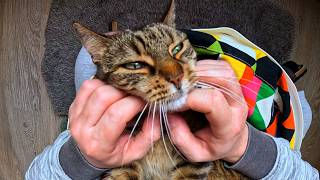 You can scritch my chin
