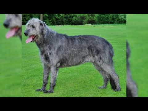 Vidéo: Irish Wolfhound Dog Race Hypoallergénique, Santé Et Durée De Vie