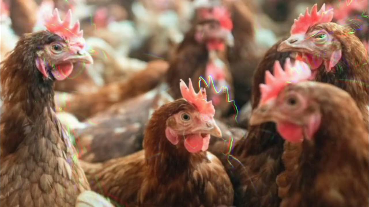 Bruit de poule pour attirer une poule YouTube