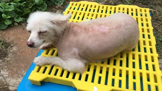 Pets Rescue | Update The Master Of The Mother Dog Does Not Care About It Abandon It When In Diseases by Awesome Animals Creature Chronicles 98,670 views 3 years ago 10 minutes, 10 seconds