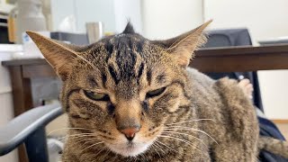 I'm afraid of a ferocious cat like a demon with horns growing out of its head.　compilation