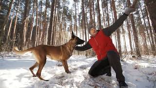TOP 10 PROTECTION DOGS 100LBS AND UNDER by Dogumentary TV 11,849 views 8 months ago 6 minutes, 57 seconds