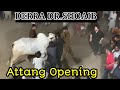 Attang Openig Derra Doctor Shoaib || Season 2025 #apnashook #fatehjangibulls