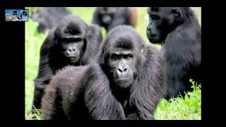 Most Famous Types of Monkeys Part 2