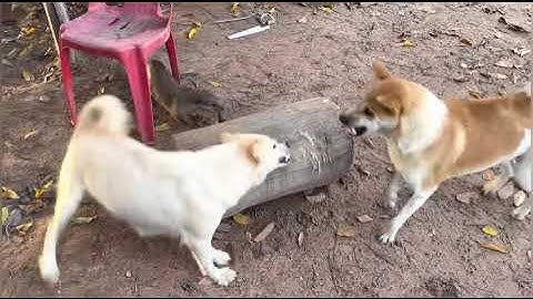 CRAZY Dog and Cat Fights BEST of 2022!