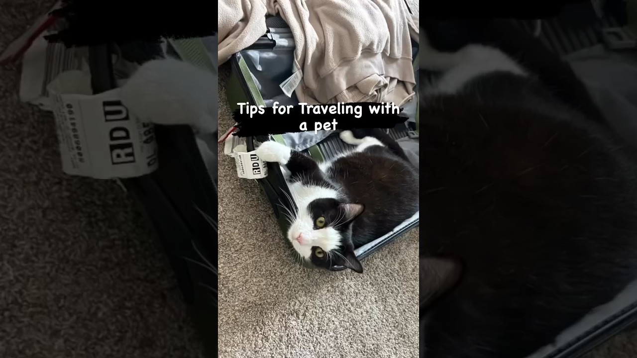 Trips for Traveling with a Pet 