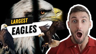 The STRONGEST and LARGEST Eagles in The World! | Top 7 Most Powerful and Dangerous Birds Alive