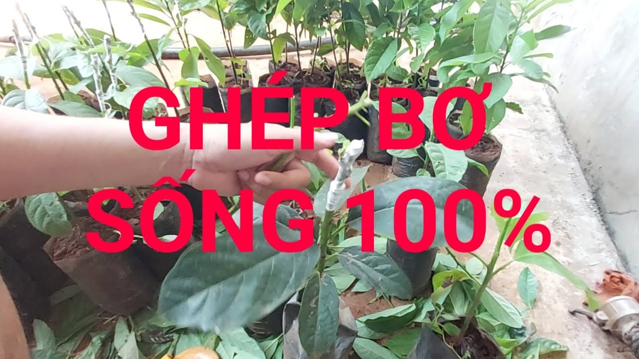 Bí quyết ghép bơ của thợ ghép ít khi chia sẻ.