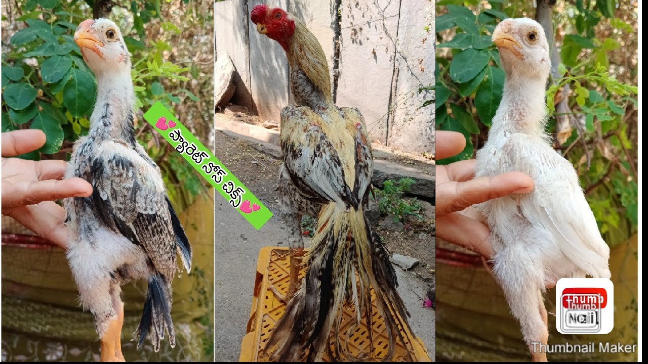 Parrot Beak Long Tail Chicks | 8639717935 | Video 2708 | Rythu Market 2