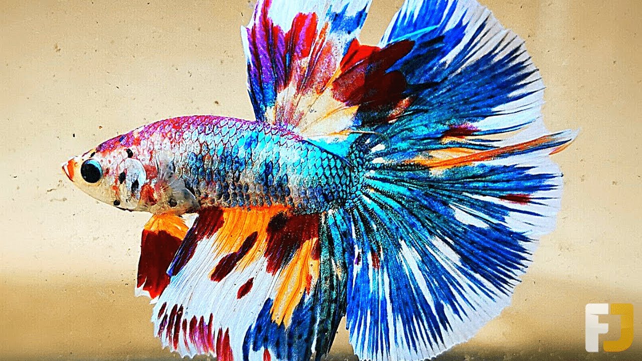 15 Most Beautiful Fish Species You've Never Seen - YouTube