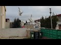 Голуби Рустама армянские голуби во Франции #голуби # pigeon #