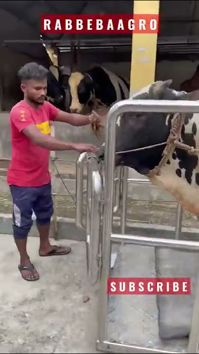 2022 qurbani eid huge sahiwal pakra goru | qurbani gorur haat | #shorts #pets #animals #goru