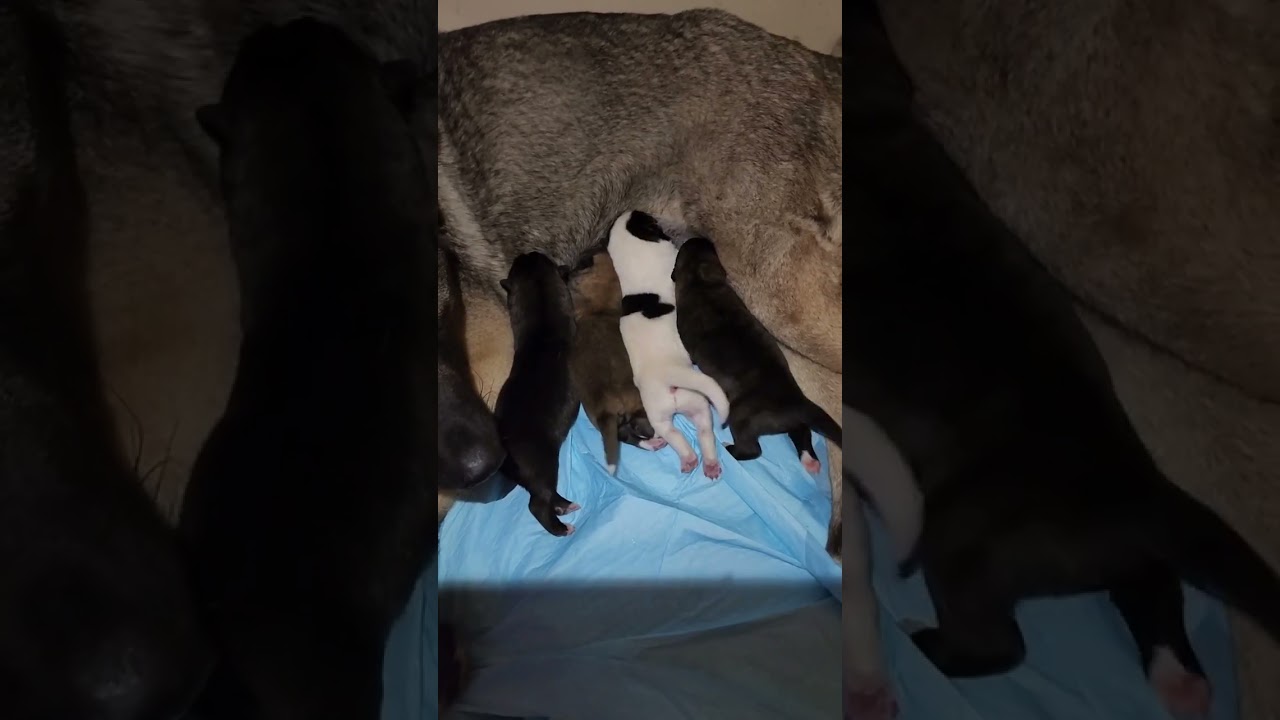 American Akita Puppies 14 Days Old Feeding 