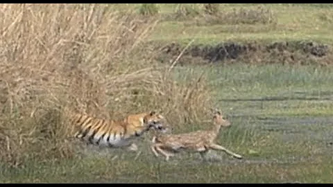 Tigress ambushes cheetal deer at Tadoba National Park. It is so fast!