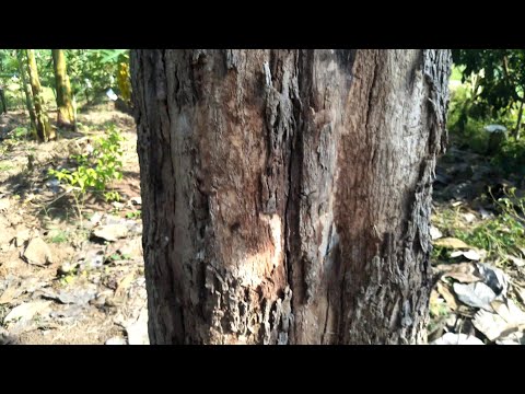 วีดีโอ: ป่าเจริญเติบโตเก่าหมายถึงอะไร?
