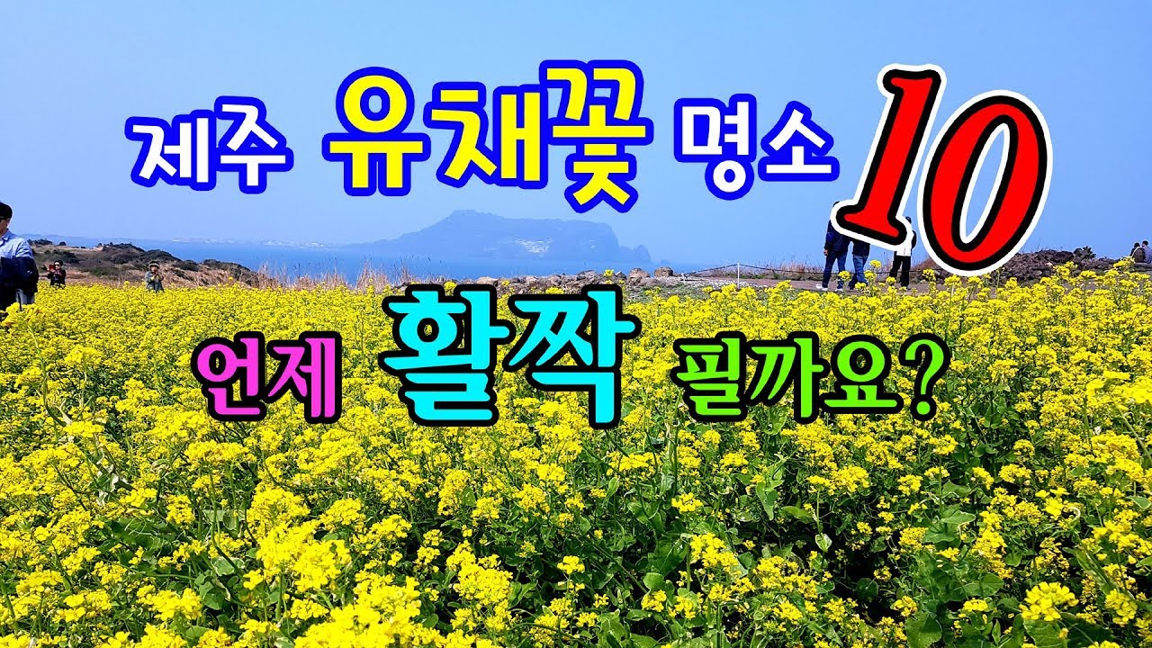 제주도 유채꽃 시기 \u0026 명소 TOP 10 (제주 유채꽃 즐거운 여행)