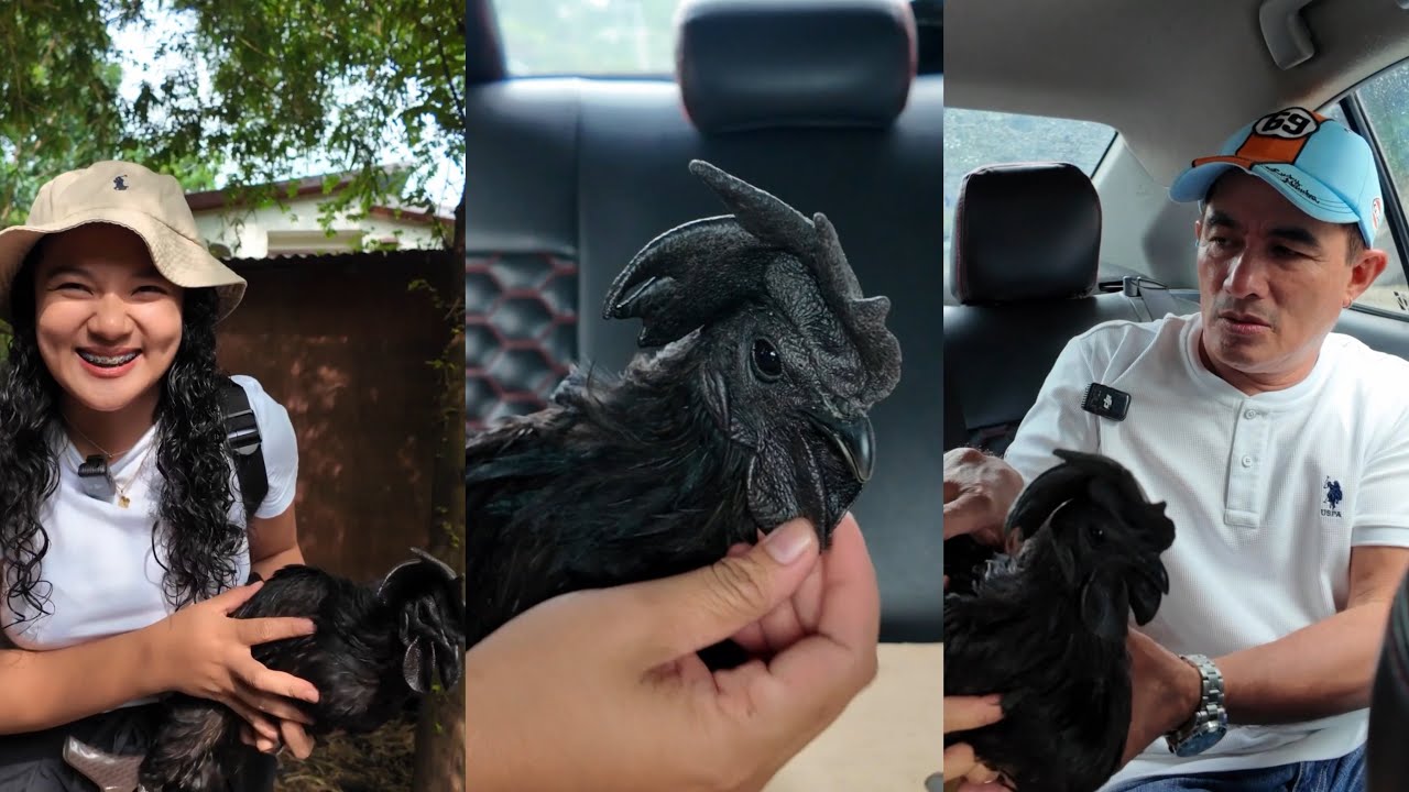 Rare na Manok Siguradong Panalo