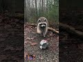 Raccoon vs Crushed Can A Raw Moment