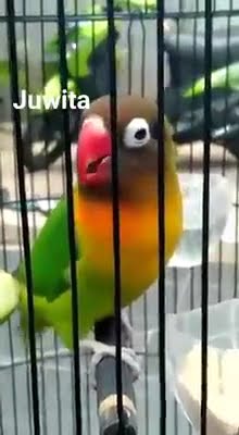 Lovebird full cililin #Lb