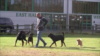 Ross McCarthy with his dogs by Ross McCarthy 310 views 5 years ago 1 minute, 31 seconds