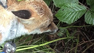 Help us to ban snares!