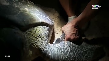 Trong 9 tháng năm 2022, Vườn Quốc gia Côn Đảo ấp nở và thả về biển hơn 122.000 cá thể rùa con| BRTgo