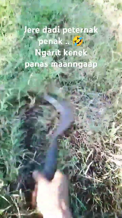 bagian 04 ngarit awan ternyata panas #tukangngarit #videoshort