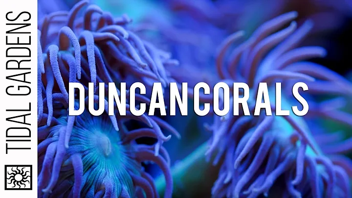 Duncan Coral Care Tips