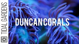 Duncan Coral Care Tips