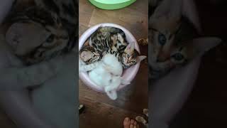 Снежные линксы и сепии с мрамором. Какие окрасы бенгальских кошек. Снежные линксы и сепии с мрамором. Какие окрасы бенгальских кошек.