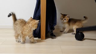 The kittens' exercise session that starts suddenly is too intense!