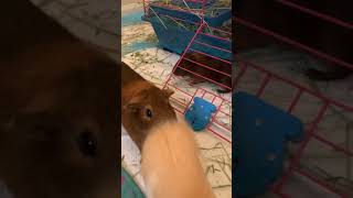 Guinea Pigs Mating