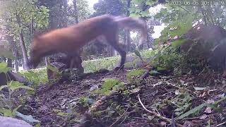 Colladay Fox Clip 0610 Clip2