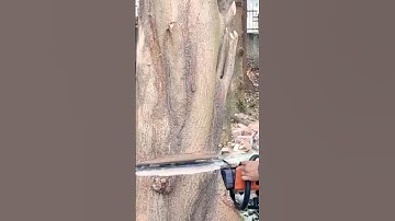 lumberjack skill, giant tree felling skill technique #shortvideo #chainsaw #treecutting